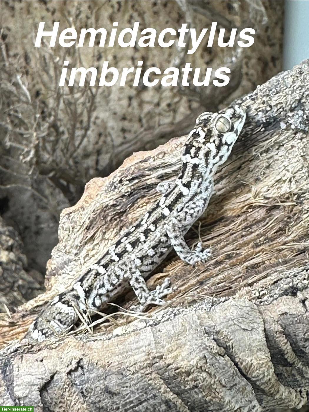 Hemidactylus imbricatus, Rübenschwanz-Viperngecko abzugeben