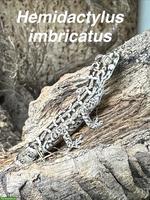 Hemidactylus imbricatus, Rübenschwanz-Viperngecko abzugeben