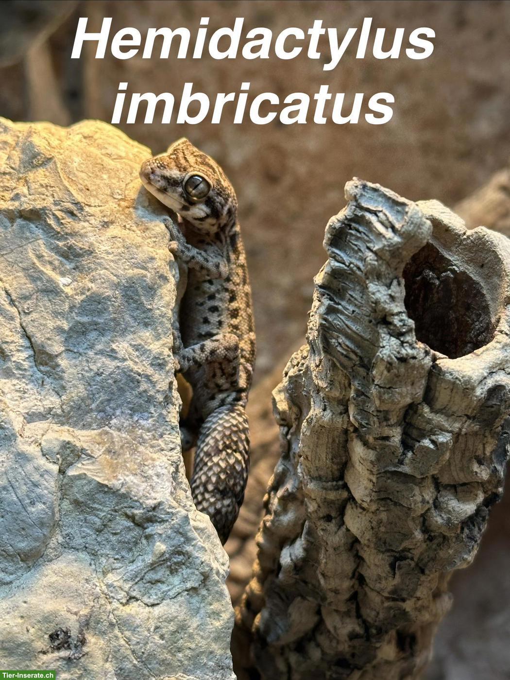 Bild 2: Hemidactylus imbricatus, Rübenschwanz-Viperngecko abzugeben