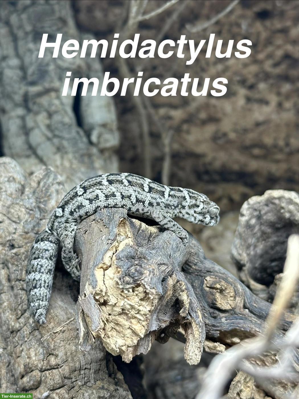 Bild 3: Hemidactylus imbricatus, Rübenschwanz-Viperngecko abzugeben