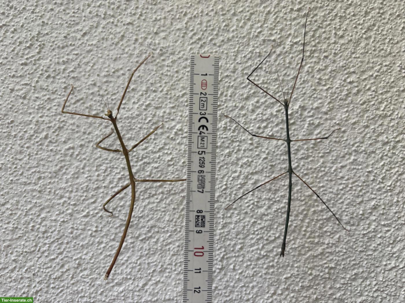 Blaue Thai-Stabschrecken, Ramulus Nematodes blue