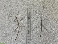 Blaue Thai-Stabschrecken, Ramulus Nematodes blue