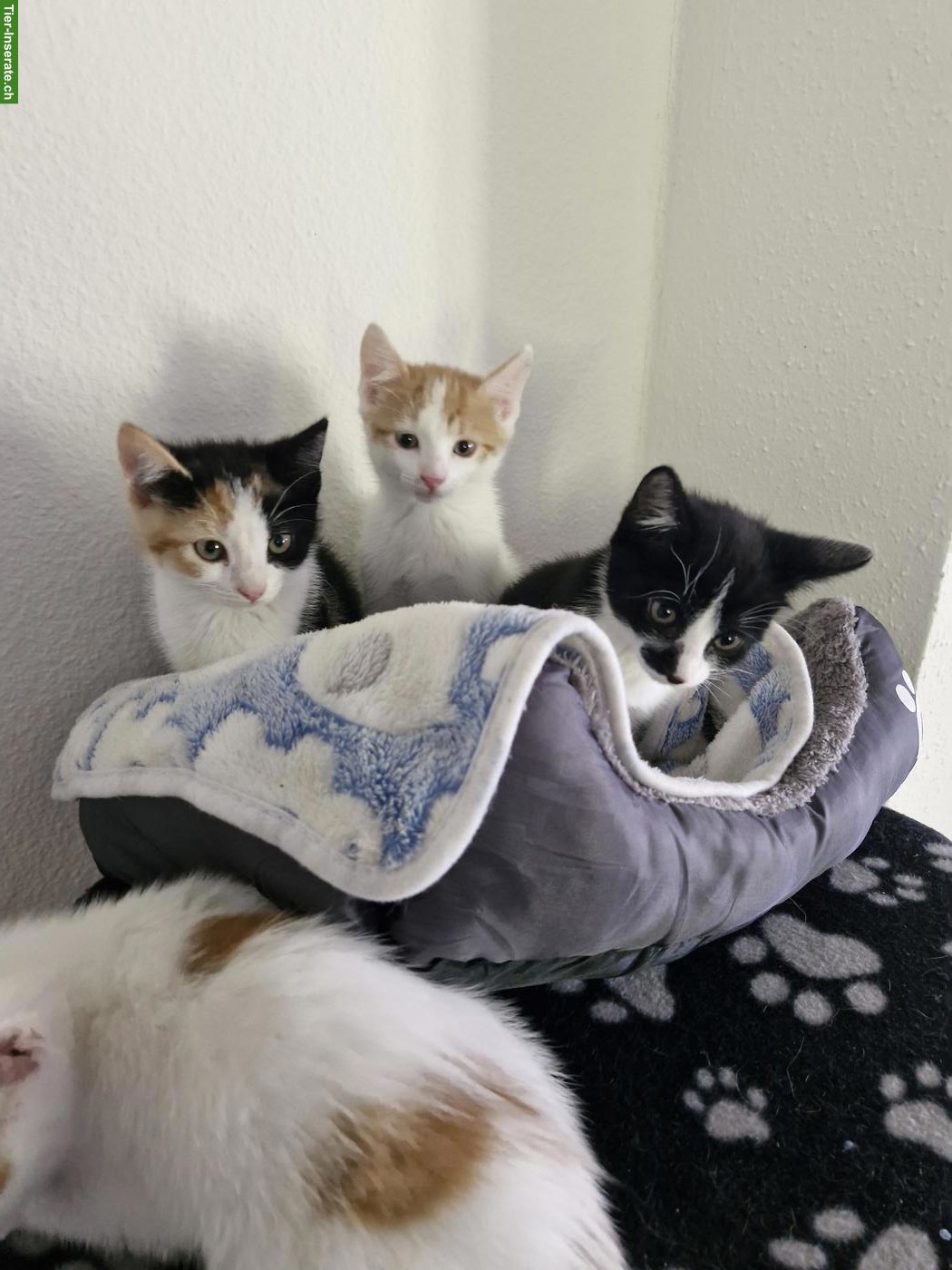 Junge mix Katzen, Hauskatze x Siam