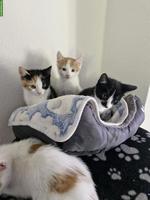 Junge mix Katzen, Hauskatze x Siam