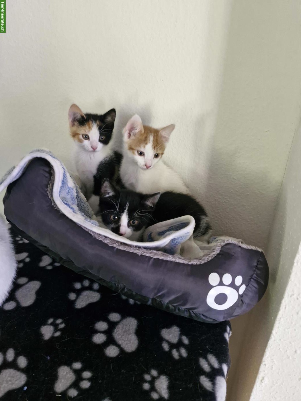 Bild 2: Junge mix Katzen, Hauskatze x Siam