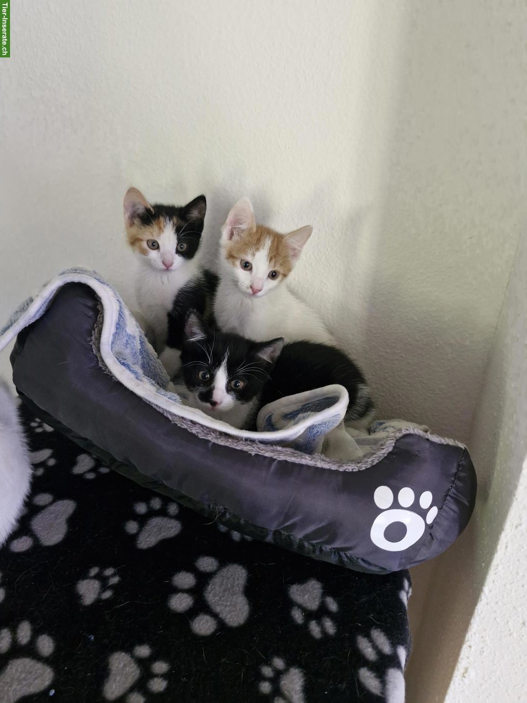 Bild 3: Junge mix Katzen, Hauskatze x Siam