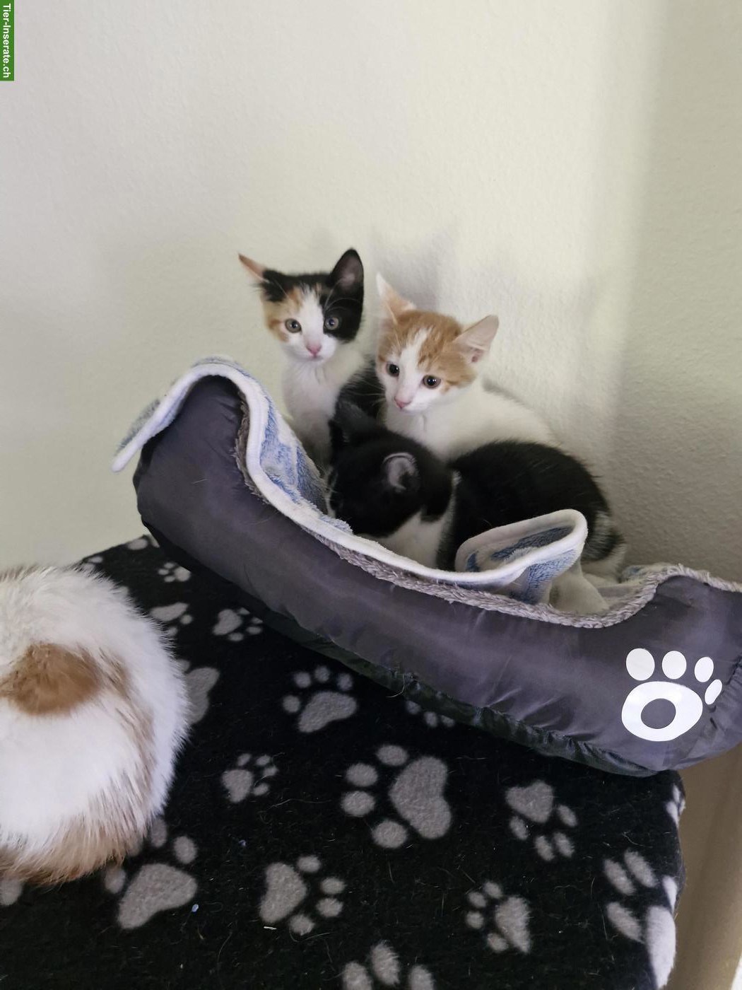 Bild 4: Junge mix Katzen, Hauskatze x Siam