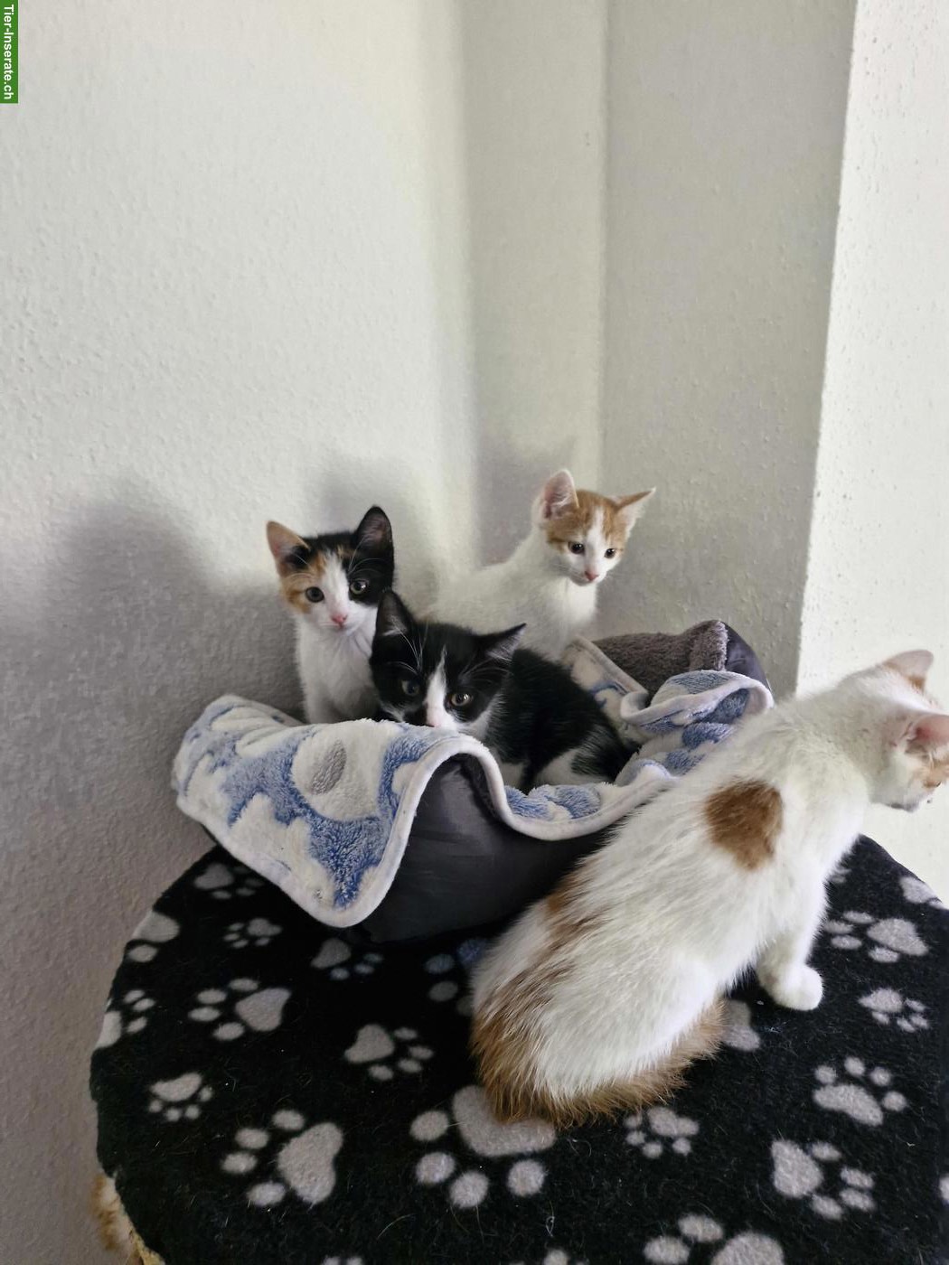 Bild 5: Junge mix Katzen, Hauskatze x Siam
