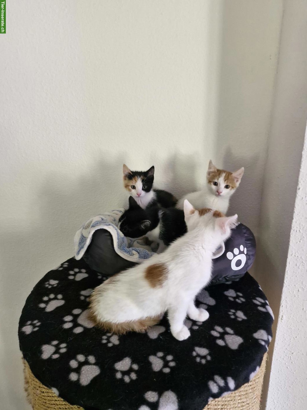 Bild 6: Junge mix Katzen, Hauskatze x Siam