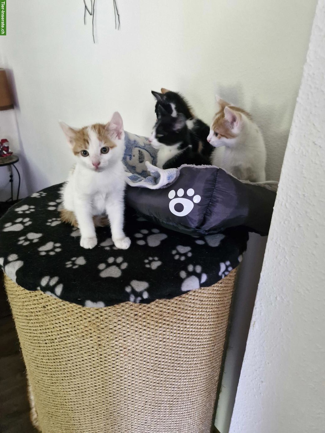 Bild 7: Junge mix Katzen, Hauskatze x Siam