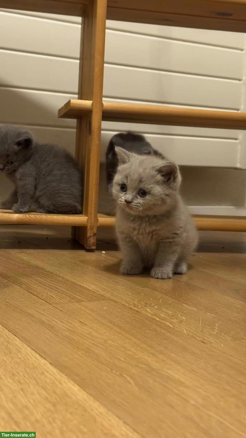 Bild 3: Süße BKH Kätzchen suchen ein neues Zuhause