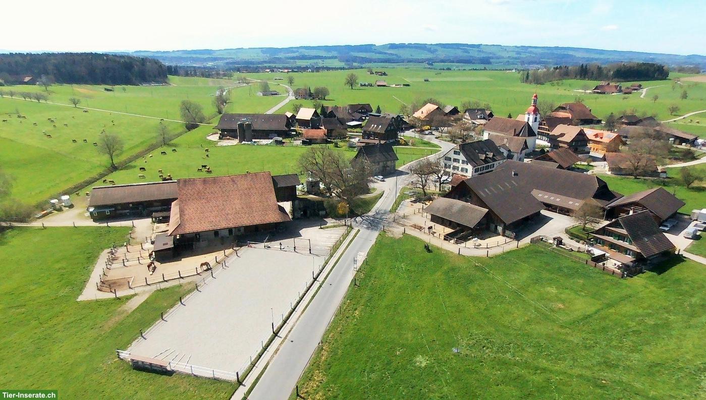 Freier Offenstallplatz für Pferd in Cham ZG