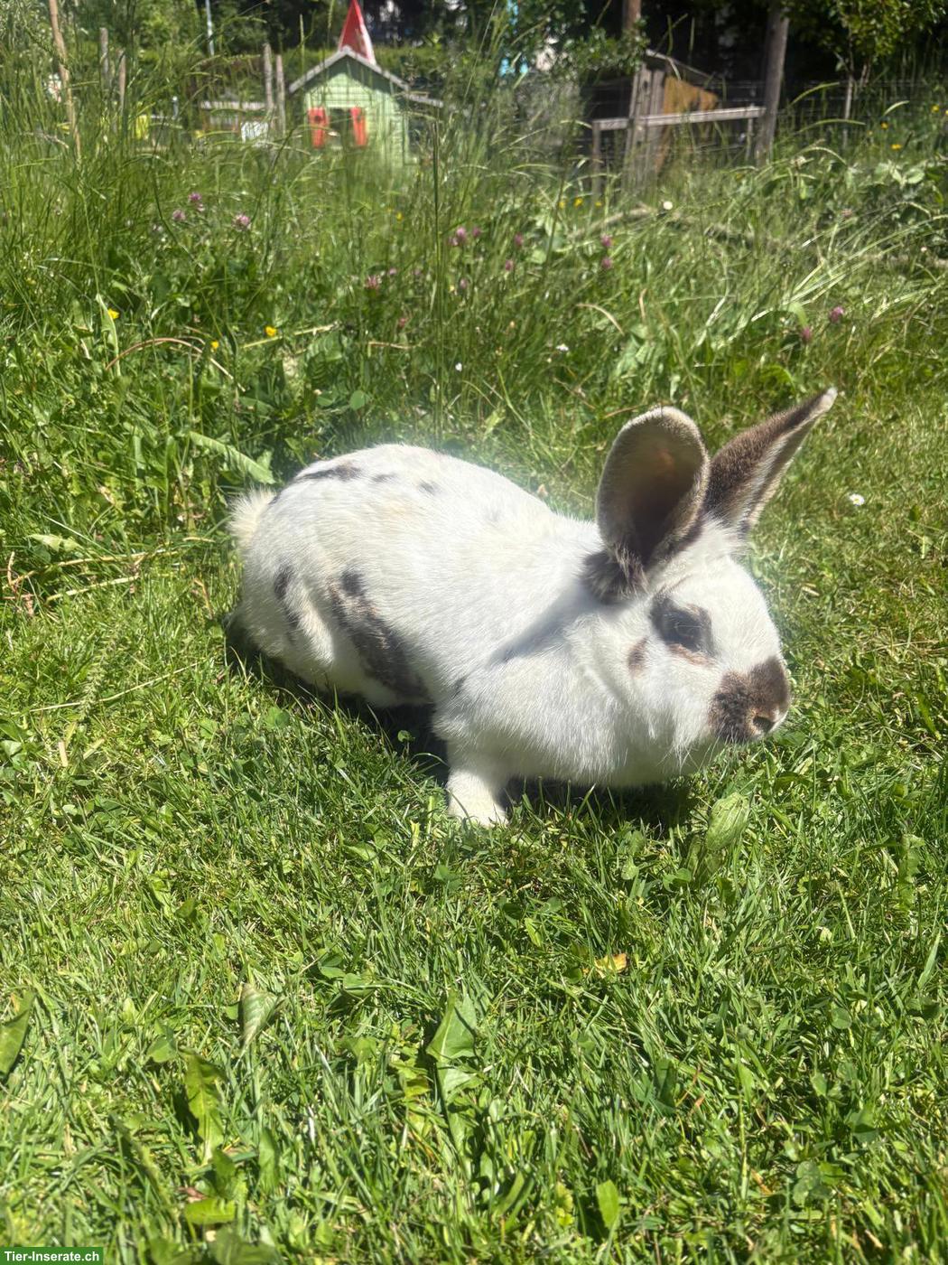Älteres Kaninchen als Gspändli für Ida gesucht