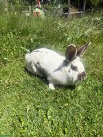 Älteres Kaninchen als Gspändli für Ida gesucht