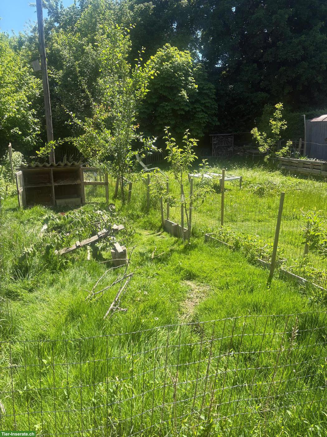 Bild 2: Älteres Kaninchen als Gspändli für Ida gesucht
