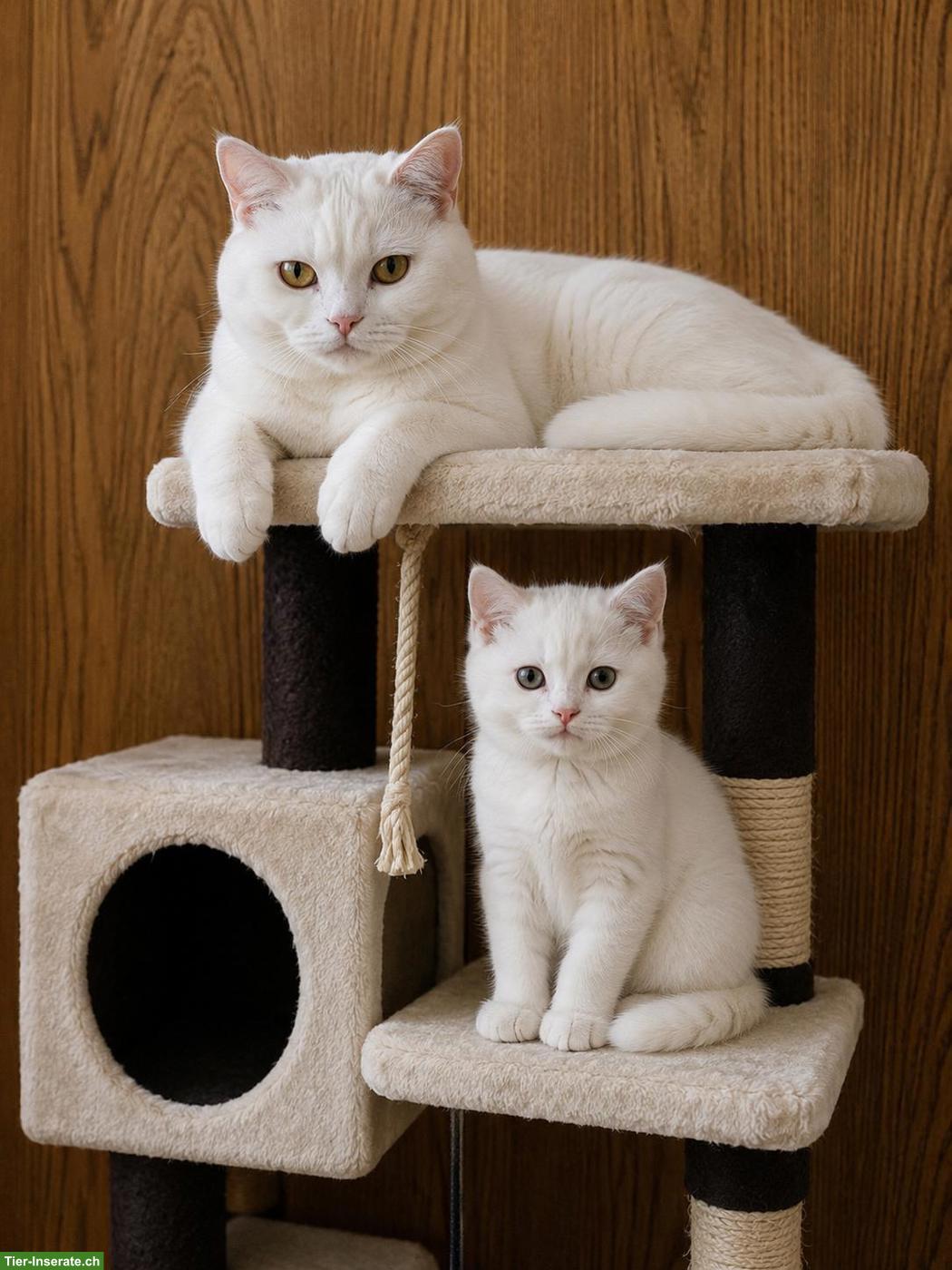 Kater Kurkum & Sohn Diddy suchen gemeinsam ein liebes Zuhause