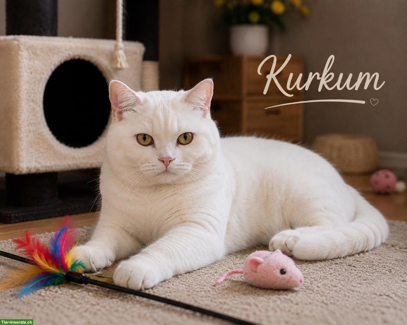 Bild 2: Kater Kurkum & Sohn Diddy suchen gemeinsam ein liebes Zuhause