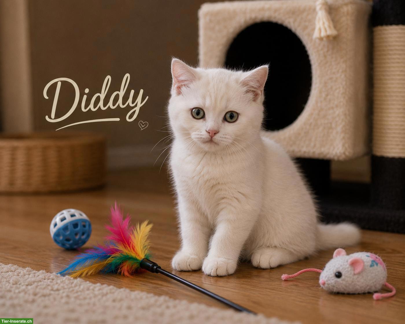 Bild 3: Kater Kurkum & Sohn Diddy suchen gemeinsam ein liebes Zuhause