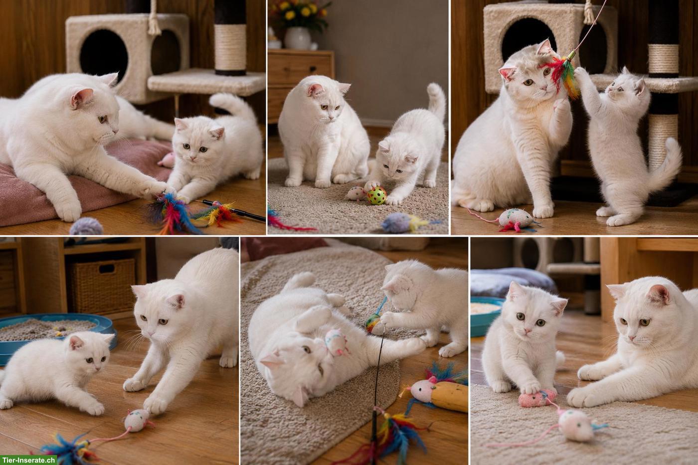 Bild 4: Kater Kurkum & Sohn Diddy suchen gemeinsam ein liebes Zuhause