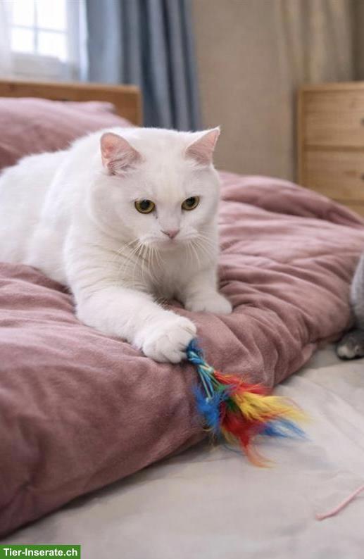 Bild 6: Kater Kurkum & Sohn Diddy suchen gemeinsam ein liebes Zuhause