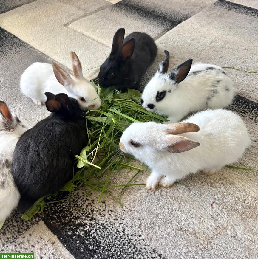 Bild 3: Junge Kaninchen zu verkaufen