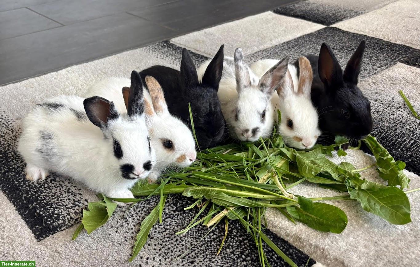 Bild 4: Junge Kaninchen zu verkaufen