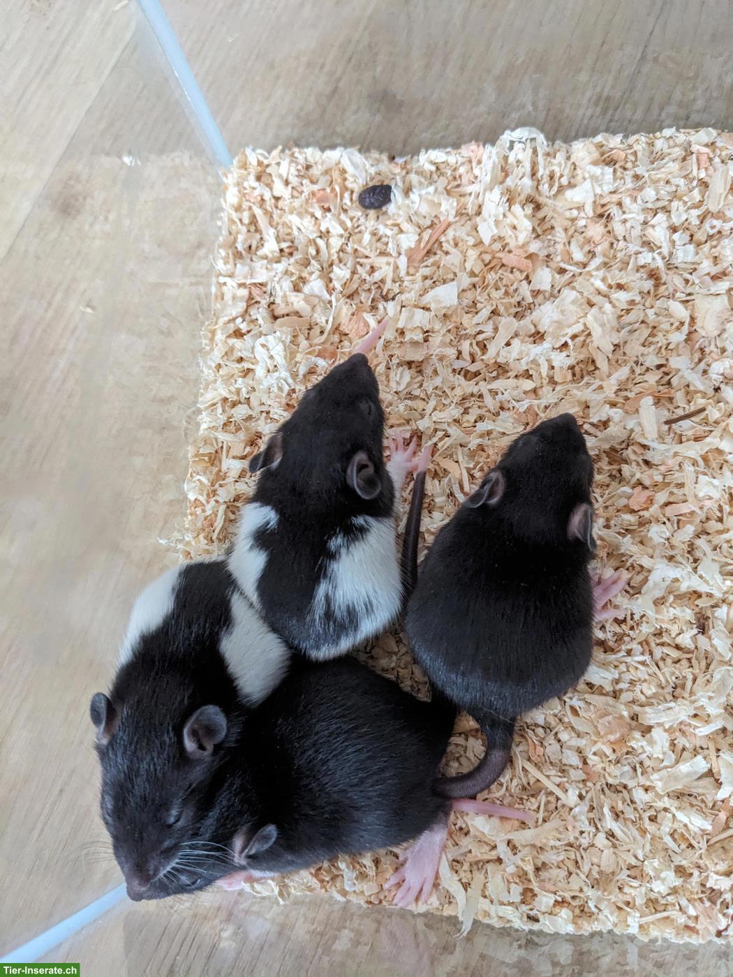Bild 2: Süsse Rattenbabys aus liebevoller Hobbyzucht