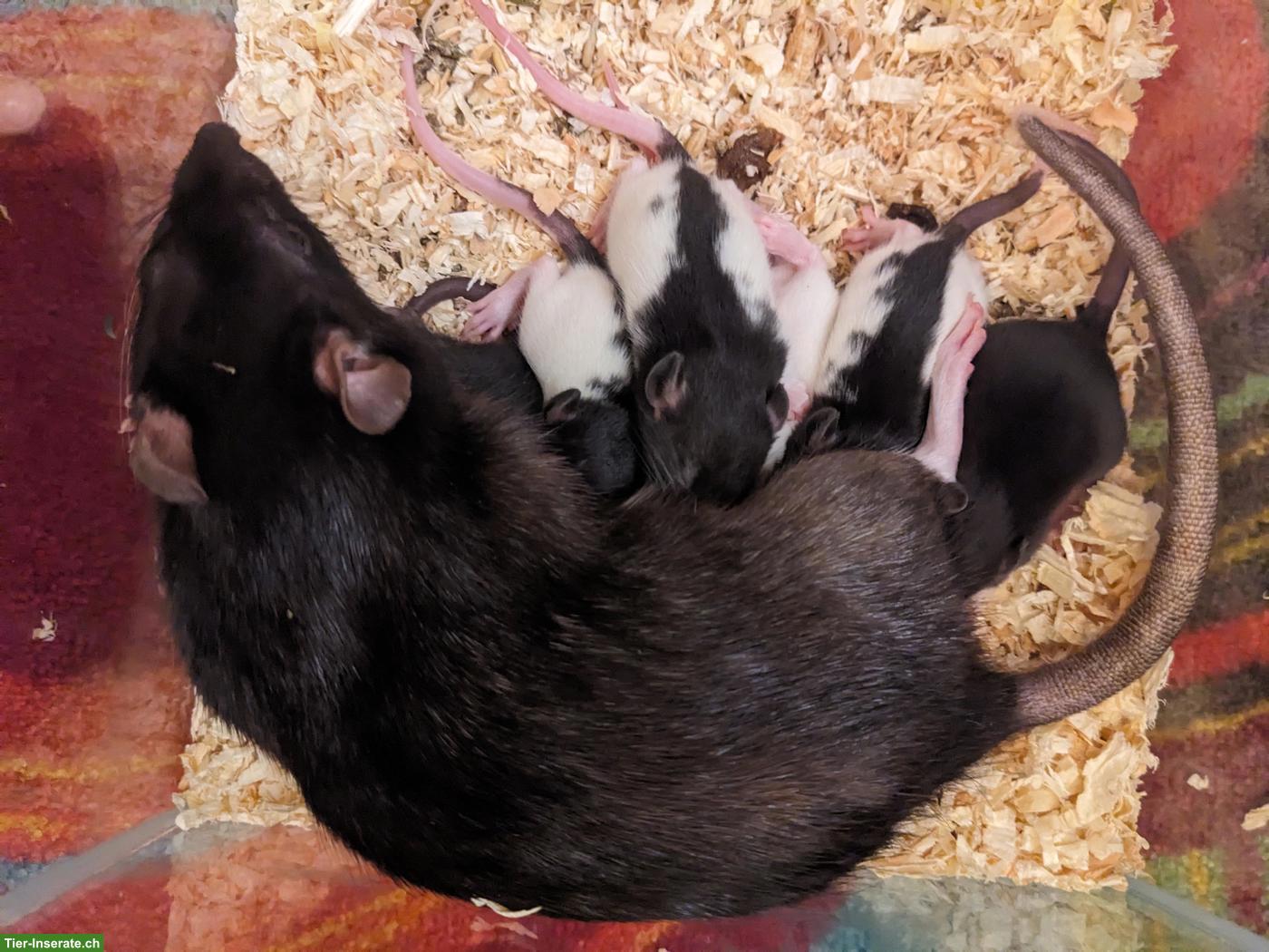 Bild 3: Süsse Rattenbabys aus liebevoller Hobbyzucht