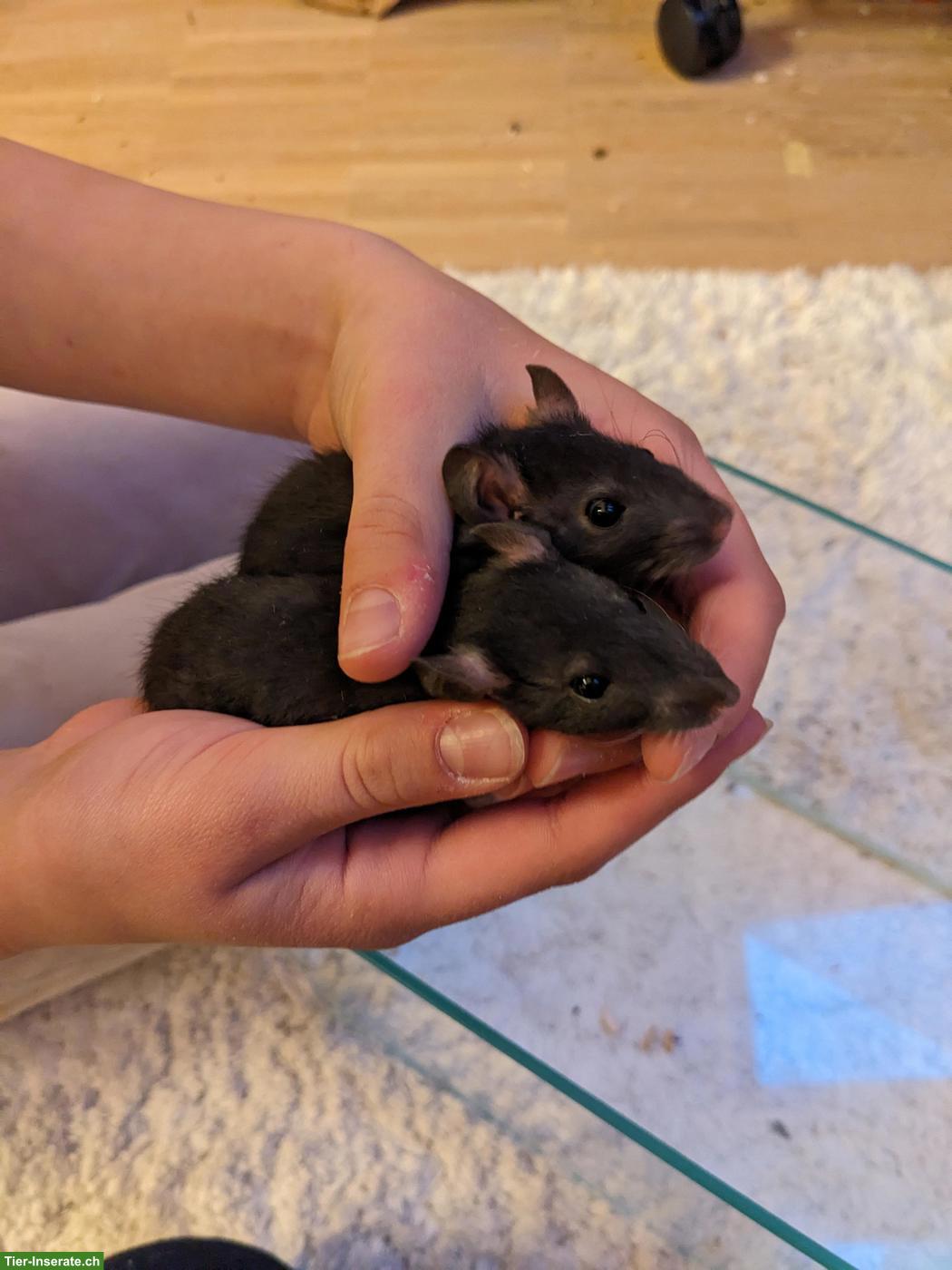 Bild 5: Süsse Rattenbabys aus liebevoller Hobbyzucht