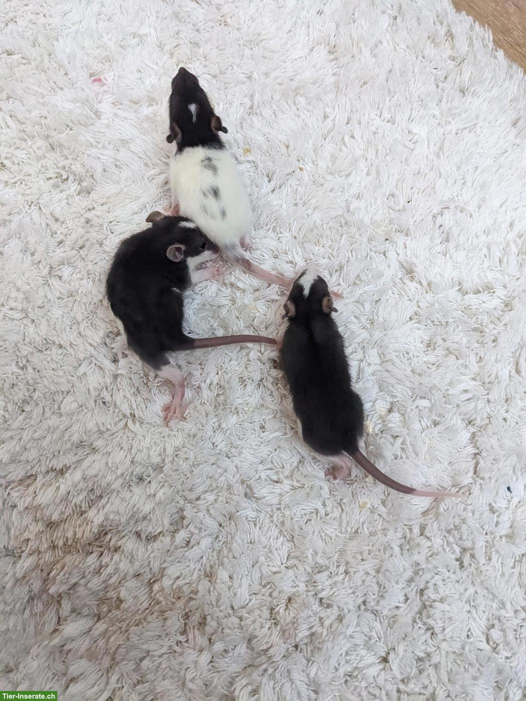 Bild 6: Süsse Rattenbabys aus liebevoller Hobbyzucht