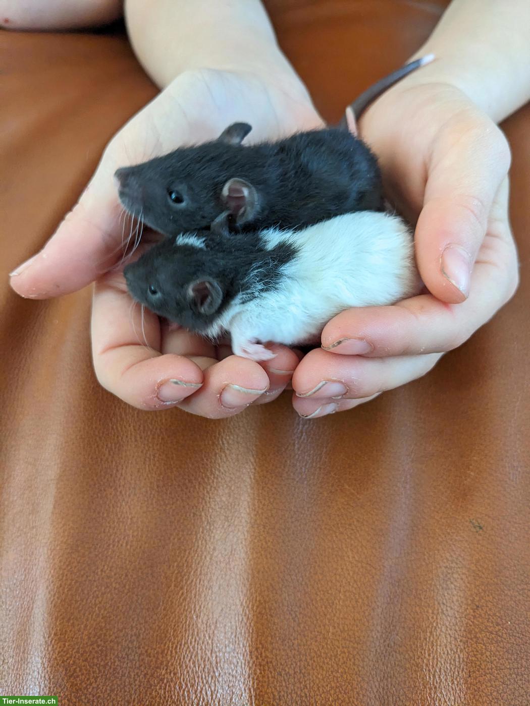 Bild 7: Süsse Rattenbabys aus liebevoller Hobbyzucht