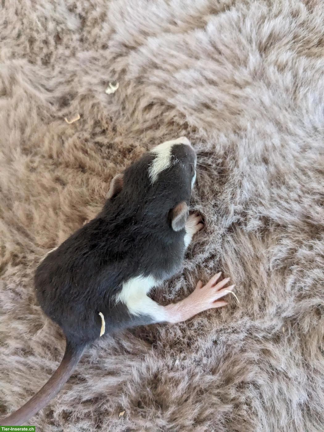Bild 8: Süsse Rattenbabys aus liebevoller Hobbyzucht