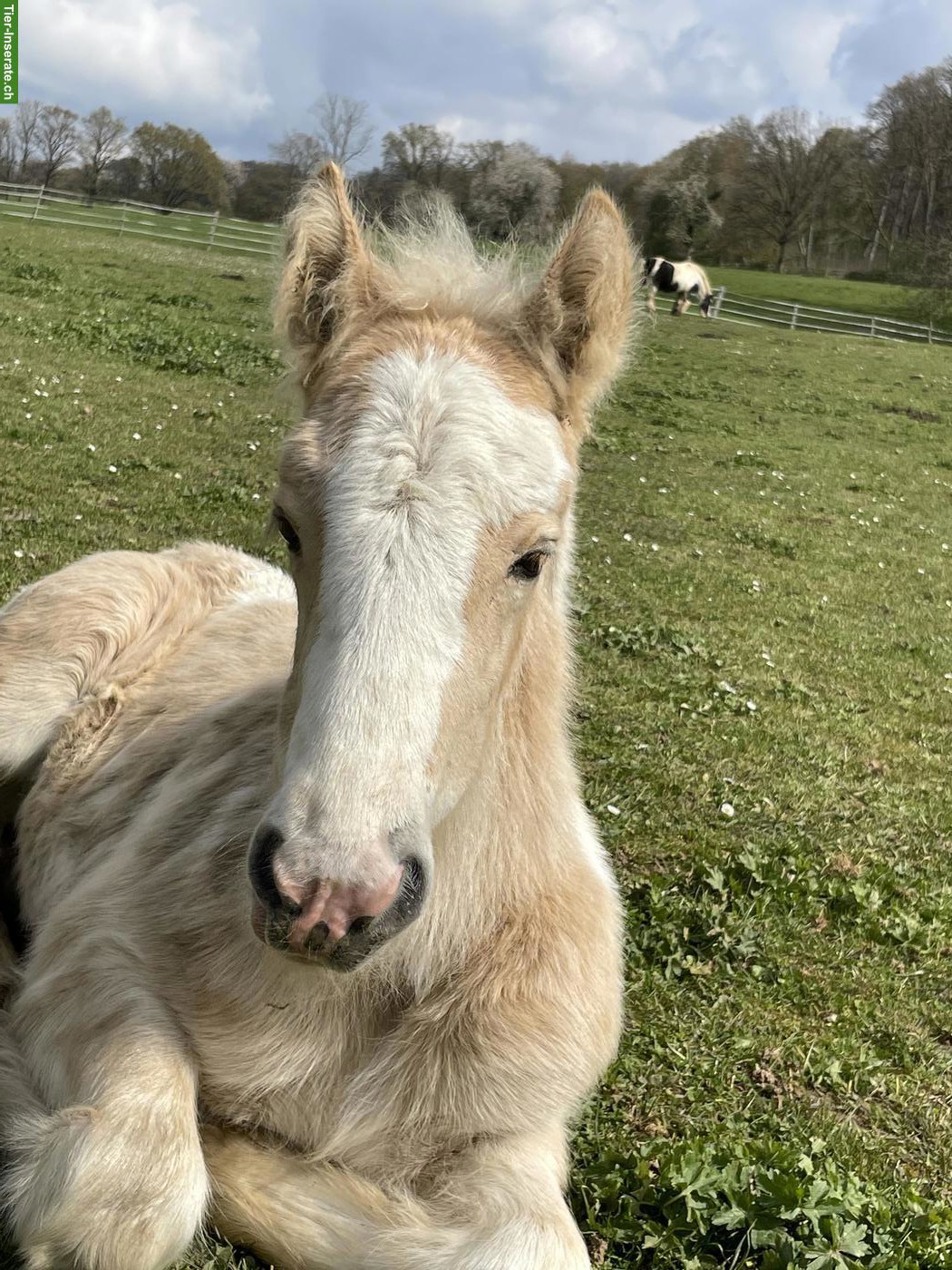 Irish Cob Pferde suchen ein Zuhause