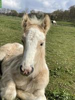 Irish Cob Pferde suchen ein Zuhause