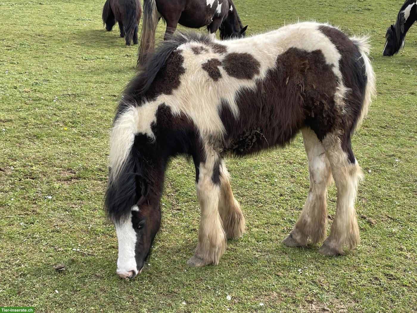 Bild 2: Irish Cob Pferde suchen ein Zuhause