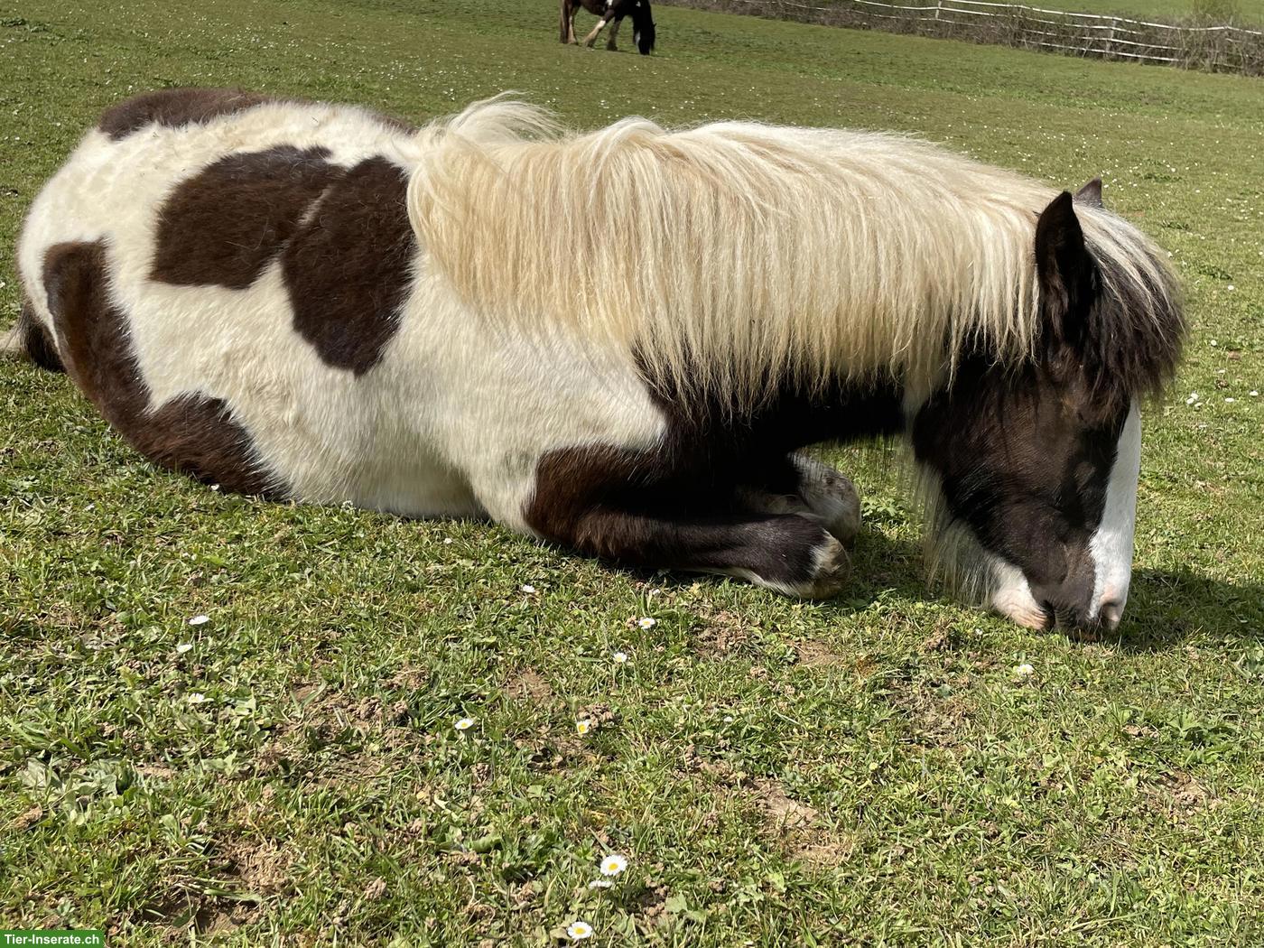 Bild 3: Irish Cob Pferde suchen ein Zuhause