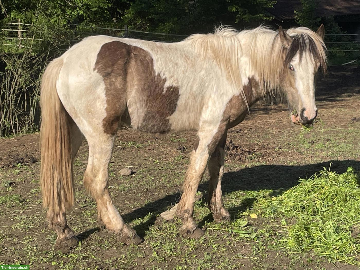 Bild 4: Irish Cob Pferde suchen ein Zuhause