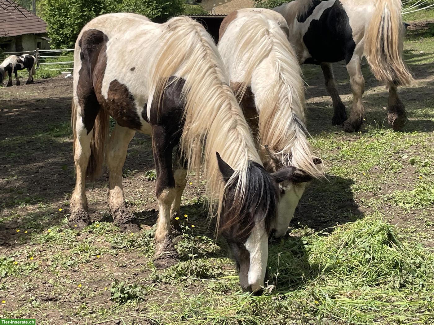 Bild 5: Irish Cob Pferde suchen ein Zuhause