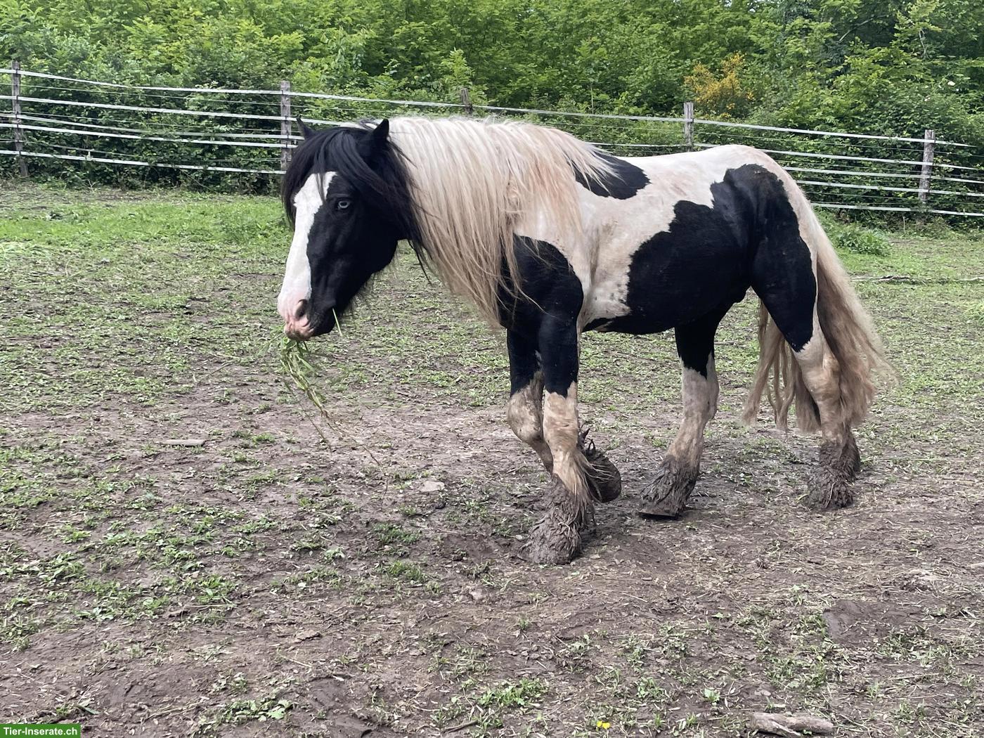 Bild 6: Irish Cob Pferde suchen ein Zuhause