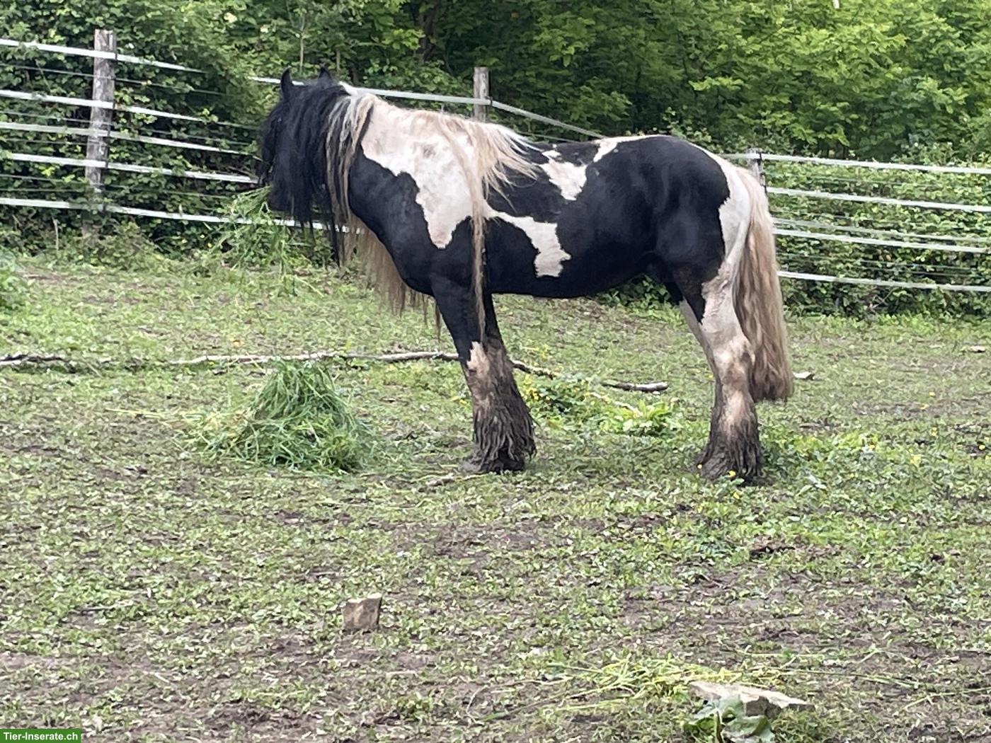 Bild 7: Irish Cob Pferde suchen ein Zuhause