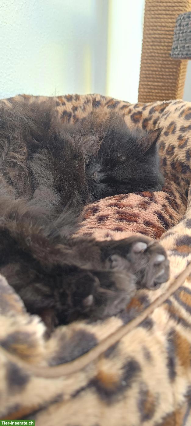 Katzen Gspändli gesucht als Zweitkatze