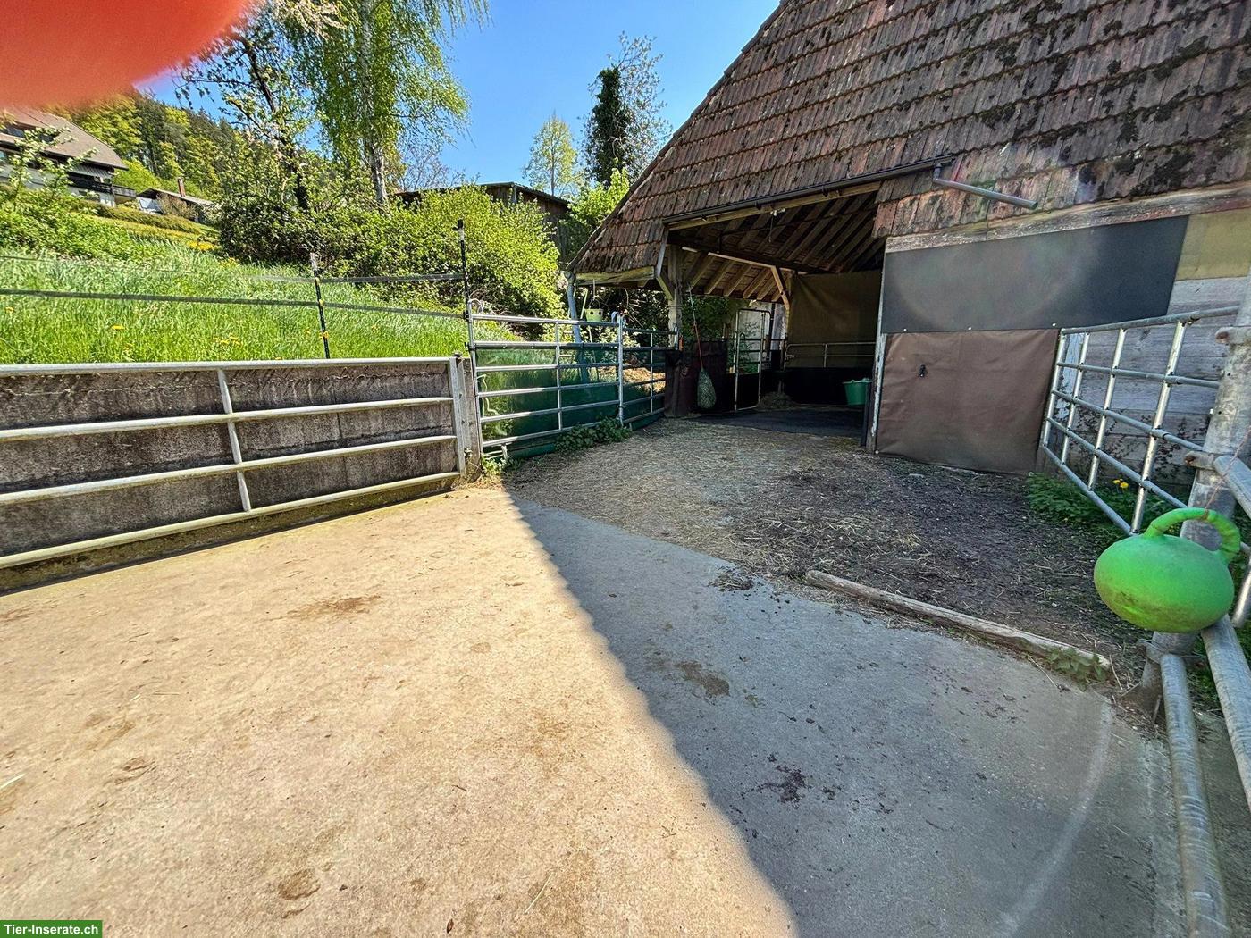 Bild 2: Offenstall für Selbstversorger in Oberösch BE