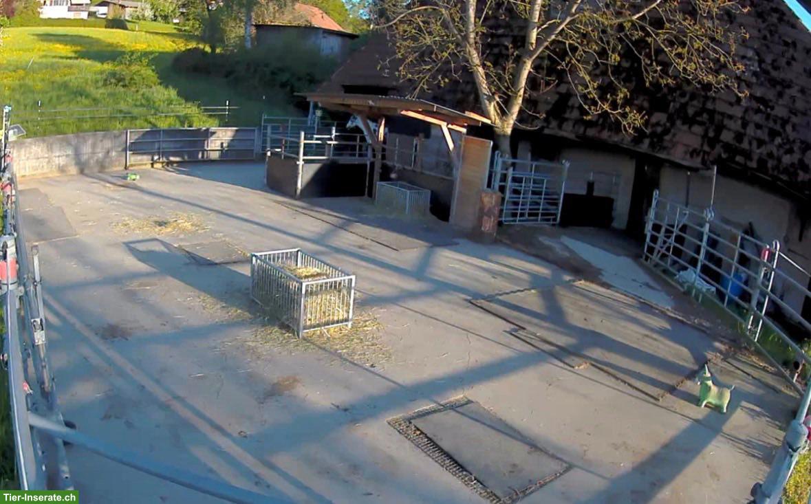 Bild 7: Offenstall für Selbstversorger in Oberösch BE