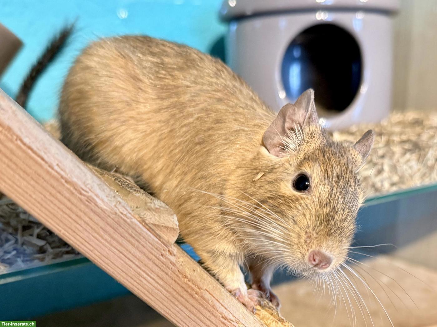 3 Degu Mädchen, auch mit Käfig und Alu-Laufrad