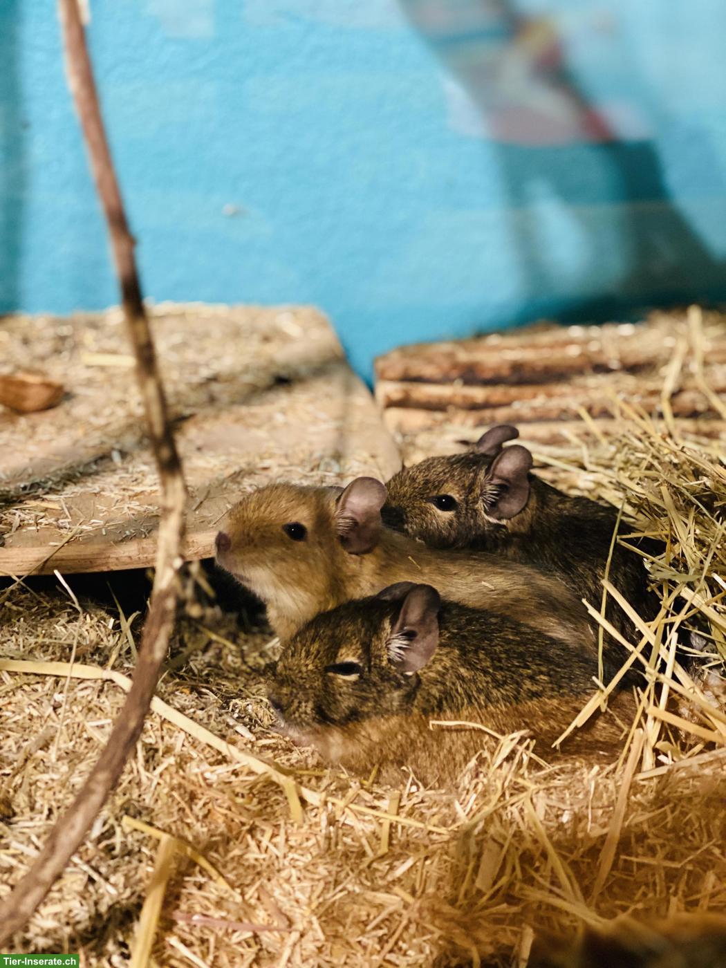 Bild 2: 3 Degu Mädchen, auch mit Käfig und Alu-Laufrad