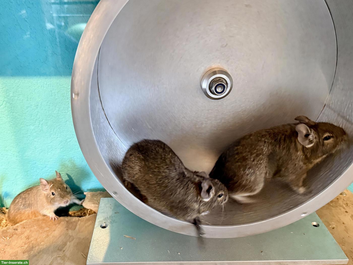 Bild 3: 3 Degu Mädchen, auch mit Käfig und Alu-Laufrad