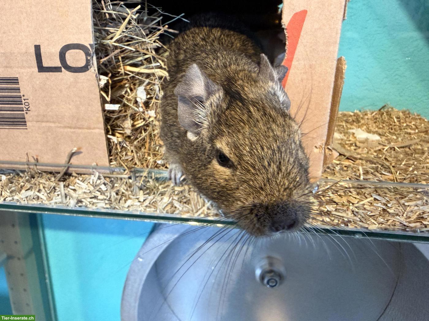 Bild 4: 3 Degu Mädchen, auch mit Käfig und Alu-Laufrad