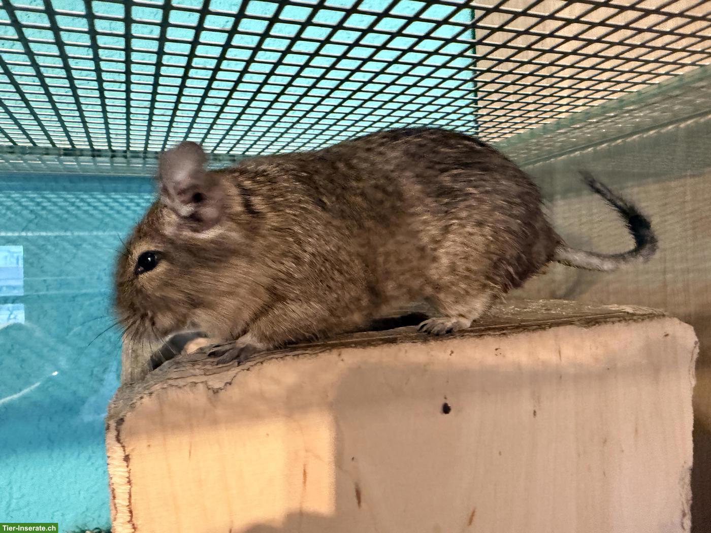 Bild 5: 3 Degu Mädchen, auch mit Käfig und Alu-Laufrad
