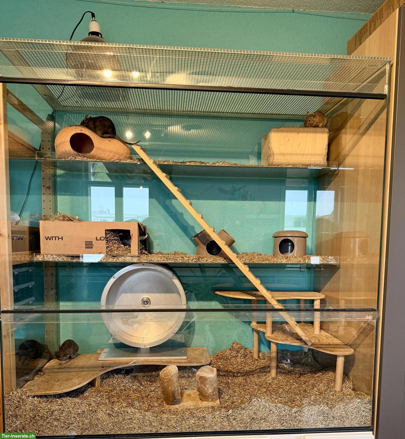 Bild 6: Degu Päärchen und Alu-Laufrad