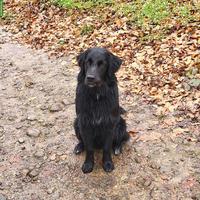 Golden Aussie Cosmo sucht neues Zuhause